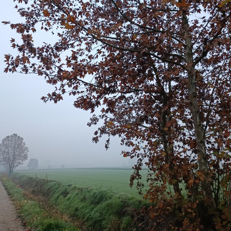 Fotosegnalazione di Gambarana