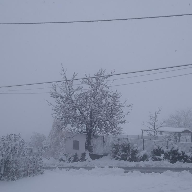 neve candelora