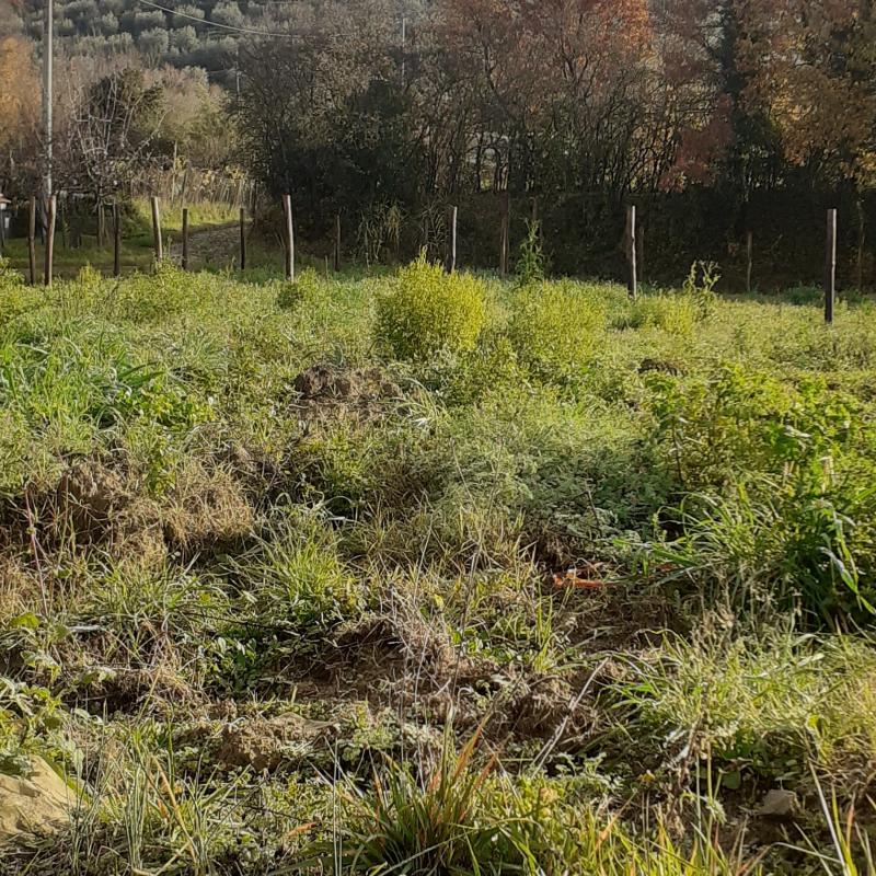 Fotosegnalazione di Subbiano