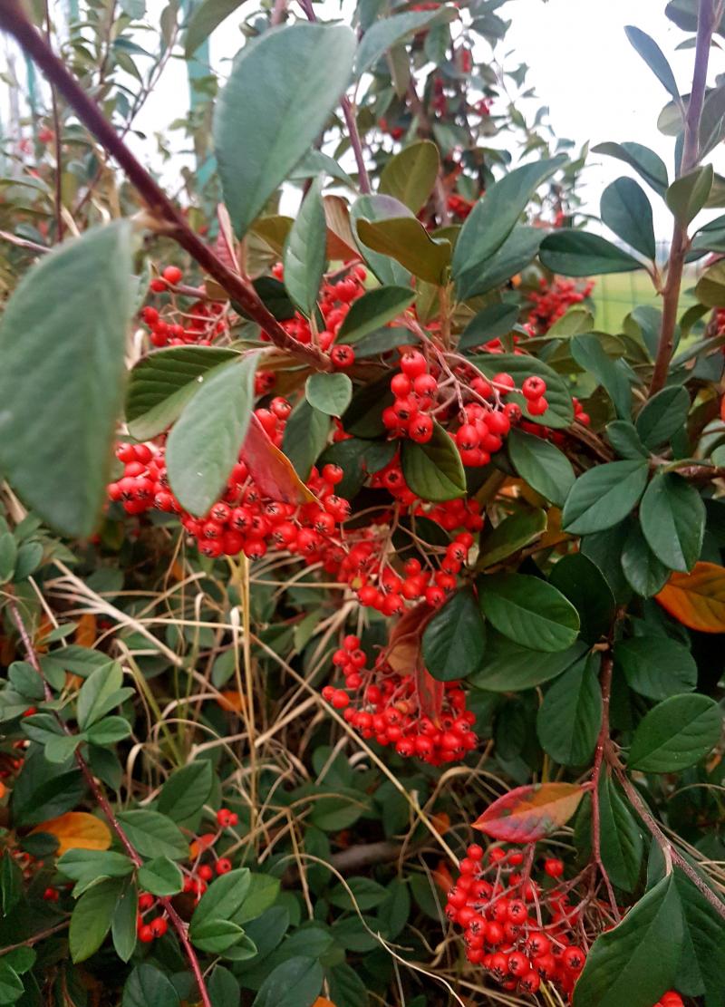 rosso natale pure la natura lo festeggia