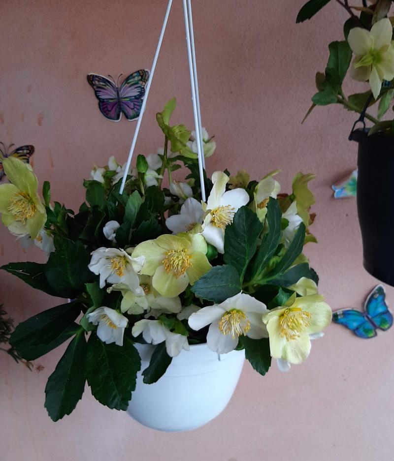 questa e' la rosa di natale
