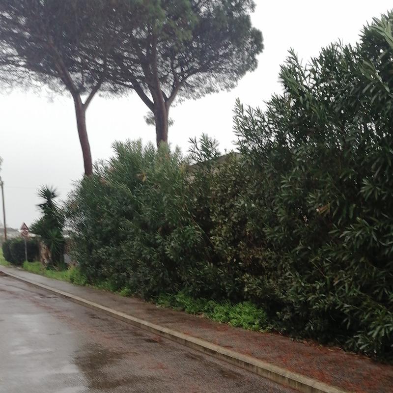 Fotosegnalazione di Campo ascolano