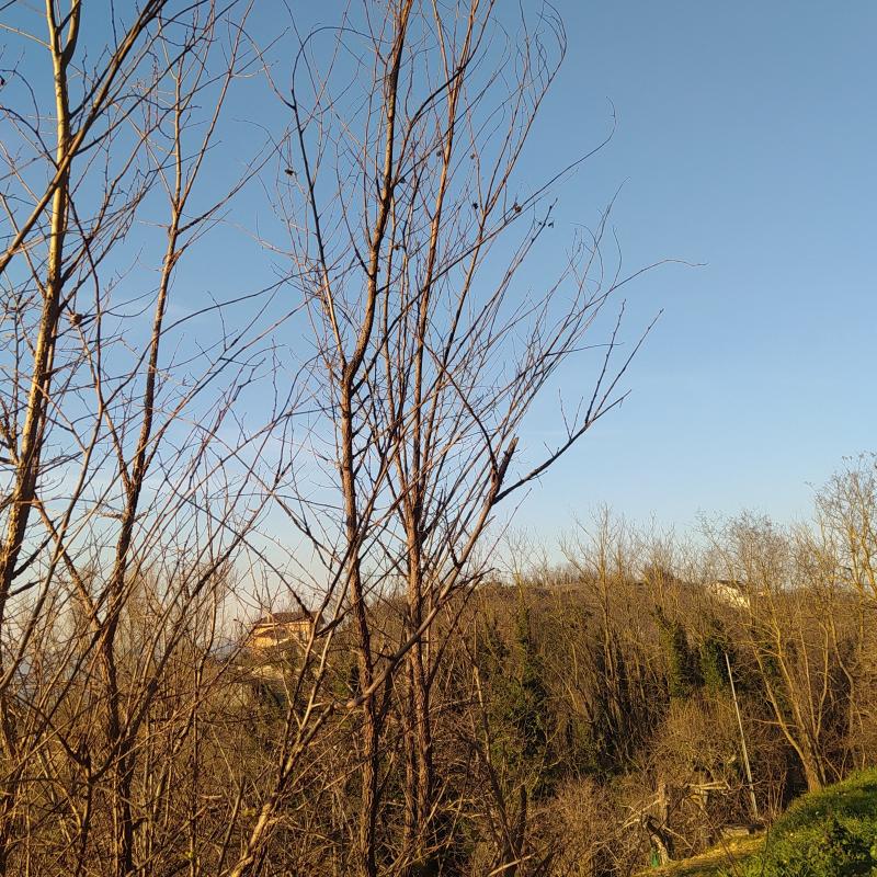 Fotosegnalazione di Ariano irpino