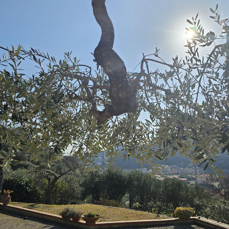 Fotosegnalazione di Albisola superiore