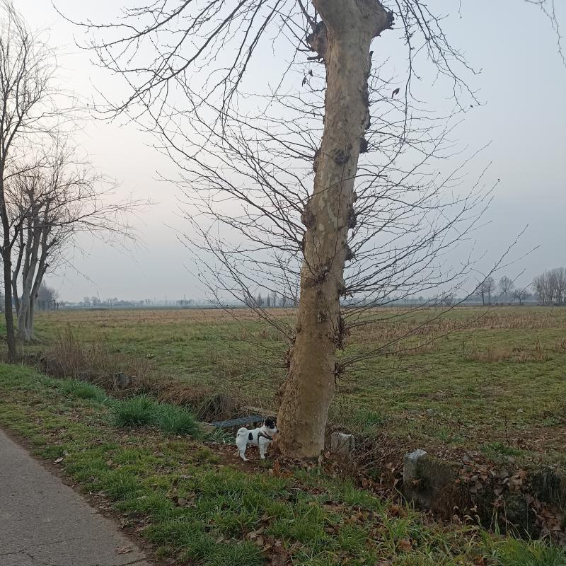 Fotosegnalazione di Travagliato
