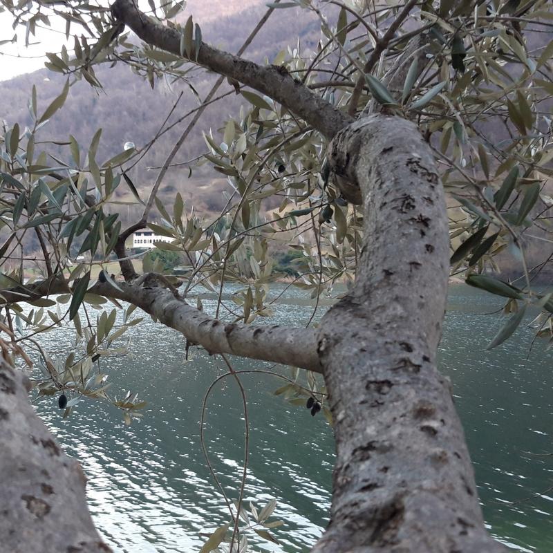 Fotosegnalazione di Endine gaiano