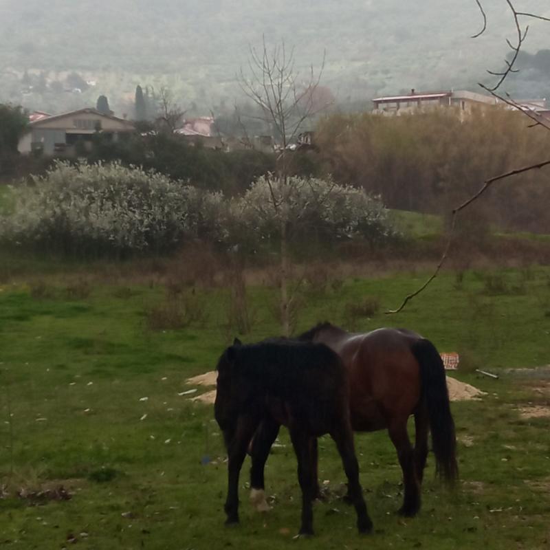 Fotosegnalazione di Palombara sabina