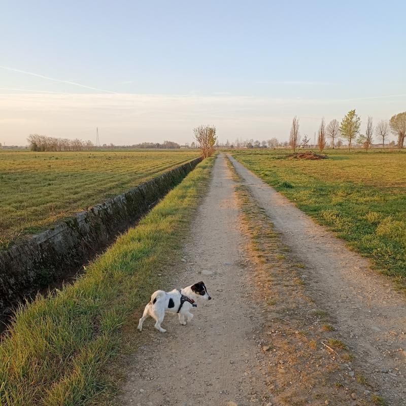 Fotosegnalazione di Travagliato