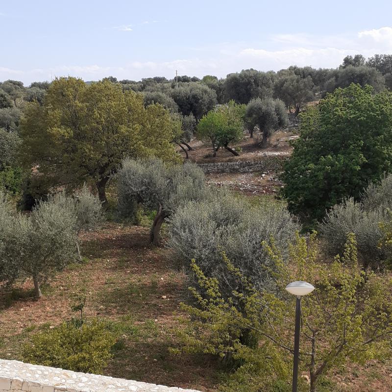 Fotosegnalazione di Monopoli