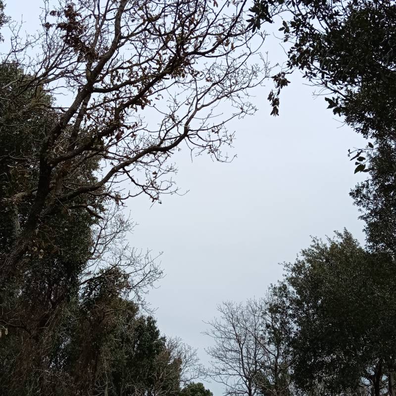Fotosegnalazione di Contessa entellina