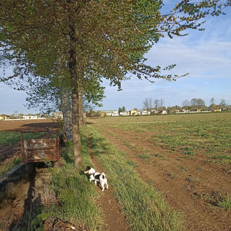 Fotosegnalazione di Travagliato