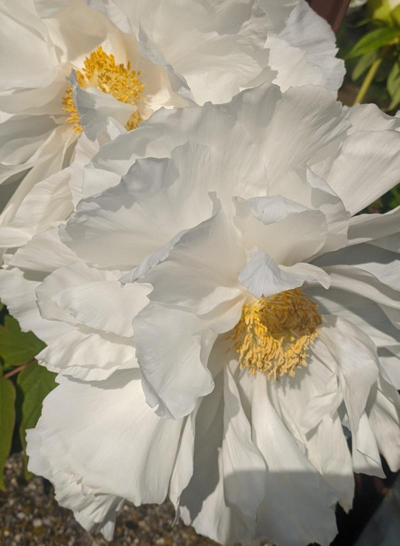 bianco di primavera