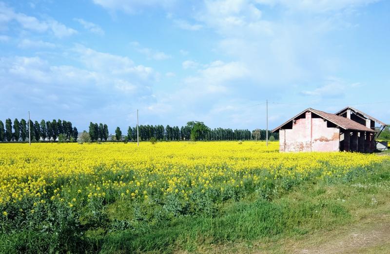 campi di colza o rapa con cascina