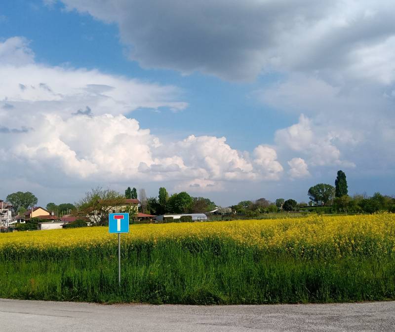 area vietata - colza -