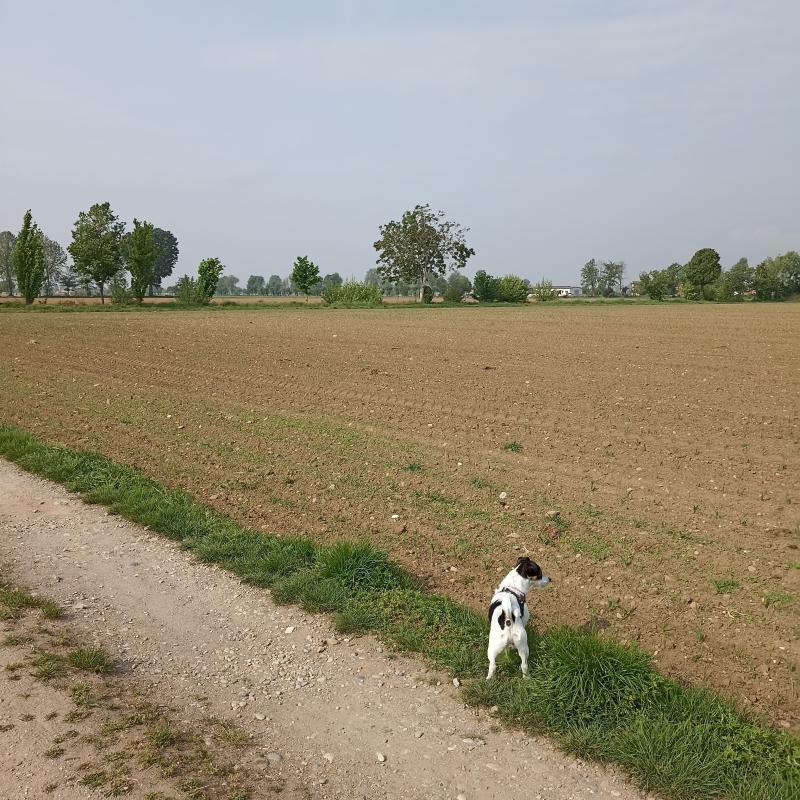 Fotosegnalazione di Travagliato