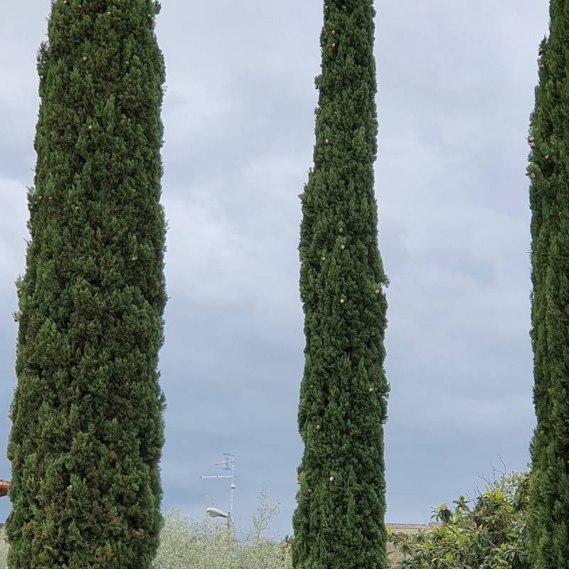 Fotosegnalazione di Foiano della chiana