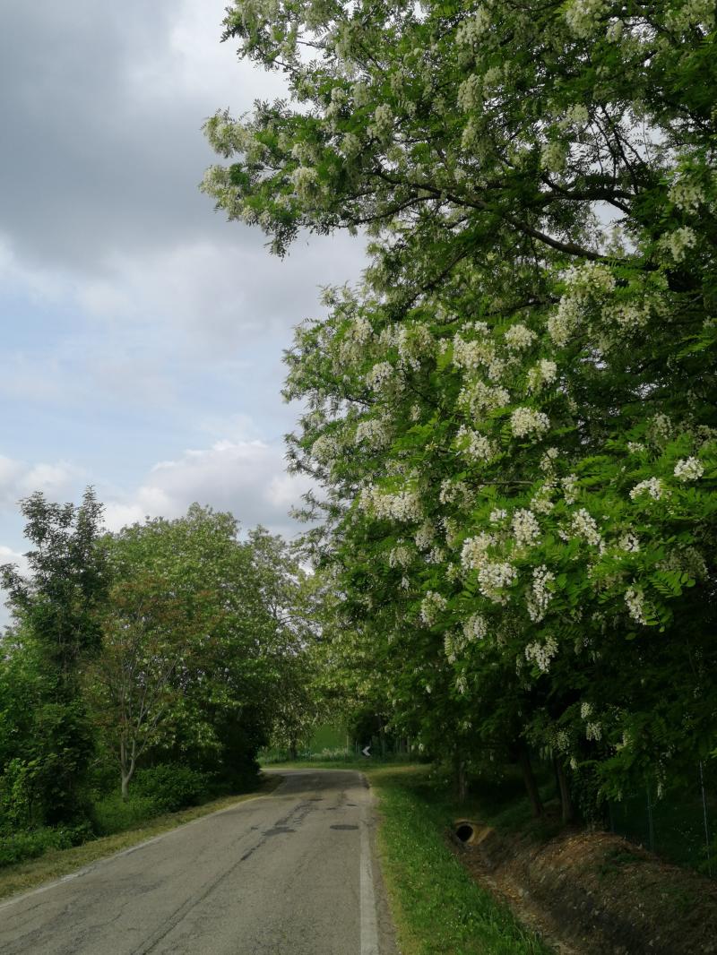 acacia in fiore