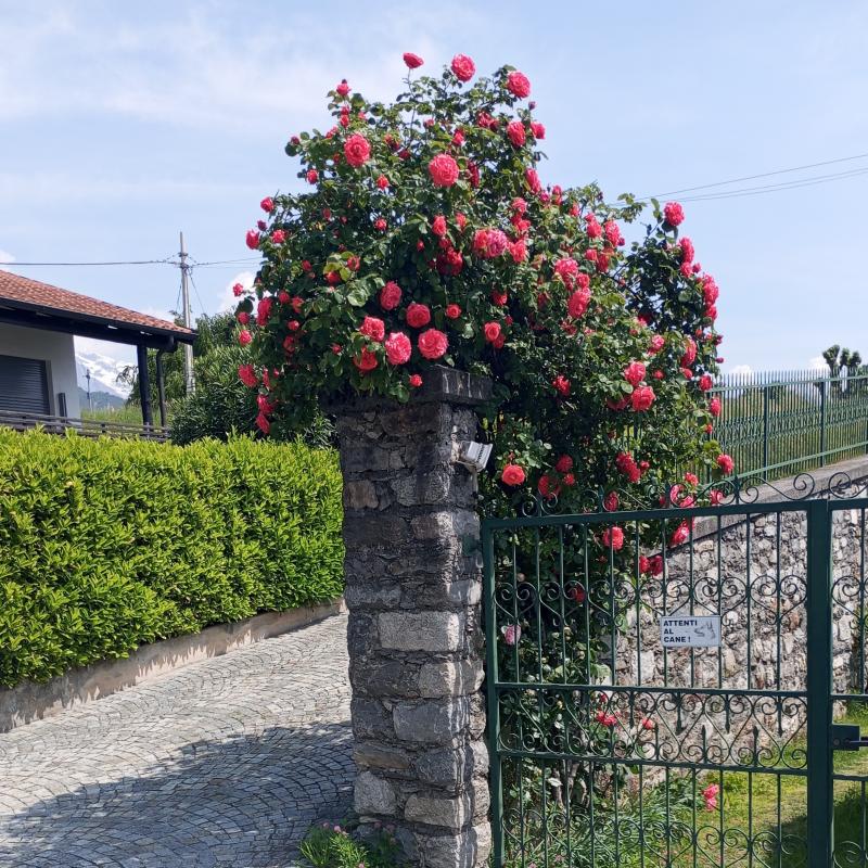 Fotosegnalazione di Gera lario