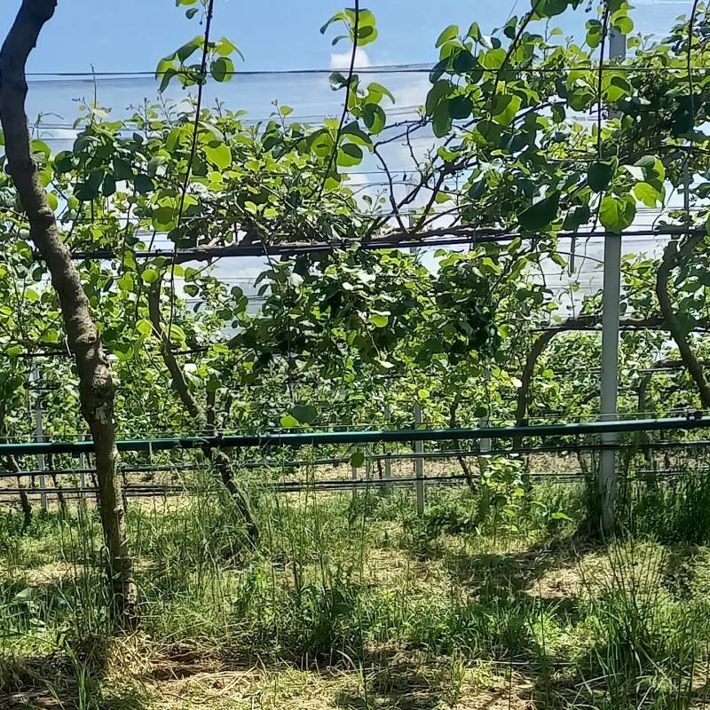Fotosegnalazione di Bisignano