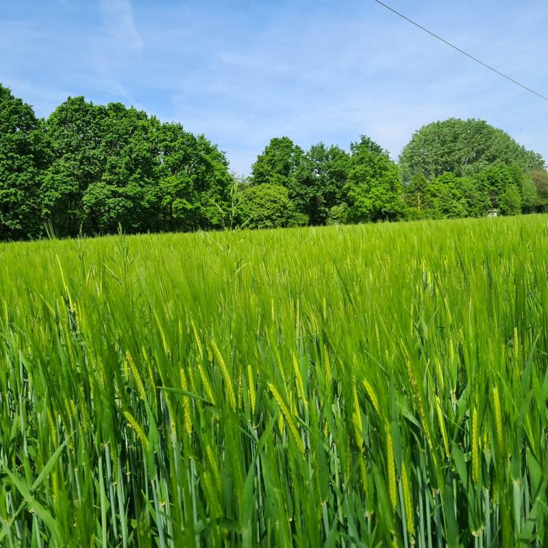 Treppo grande una domenica mattina di maggio