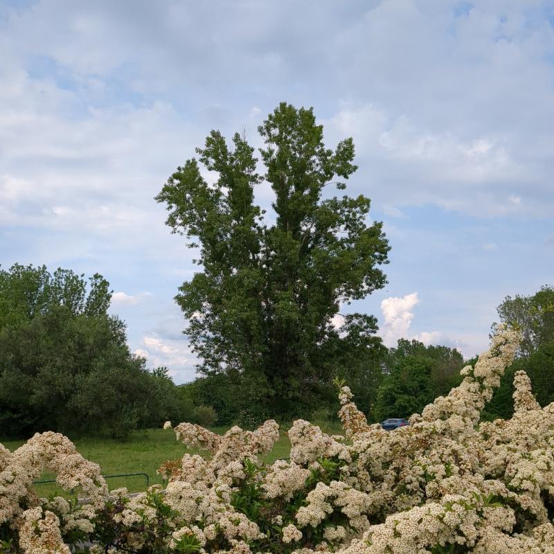 Fotosegnalazione di Cinisello balsamo