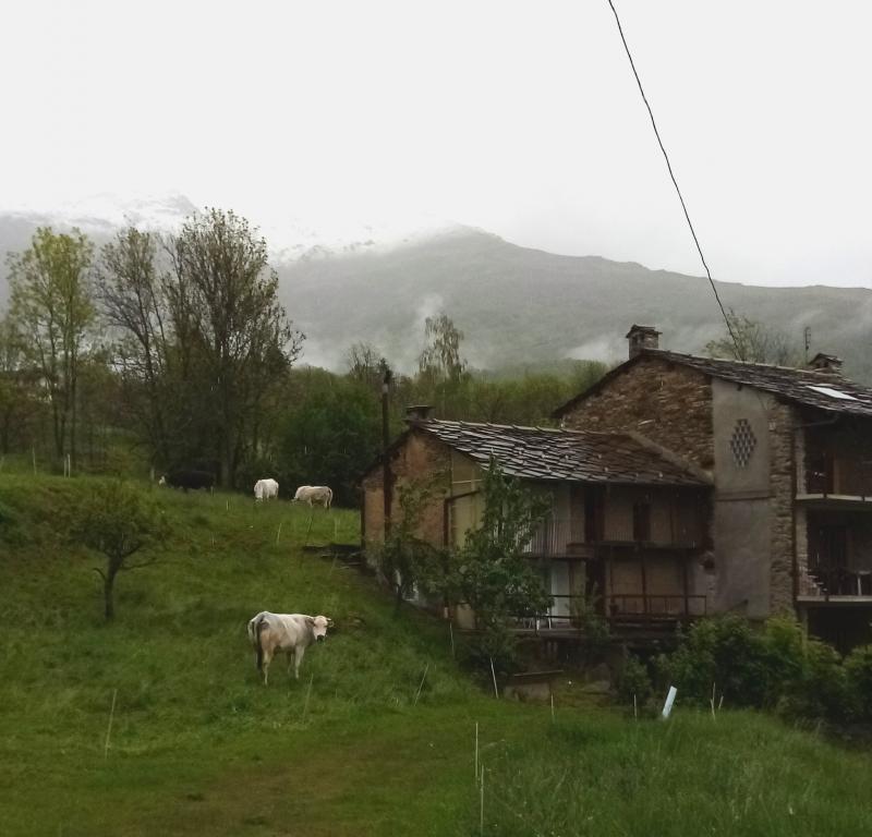 mucche a pra ros e la neve in quinzeina