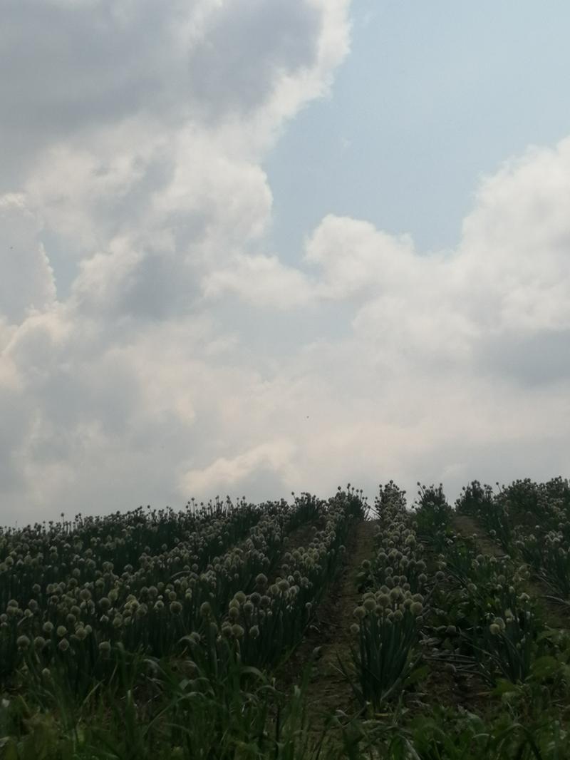 nuvole in arrivo senza pioggia.
