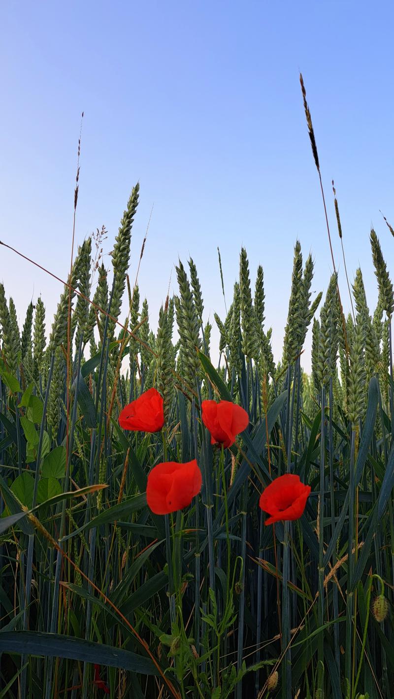 coloriamo questa giornata