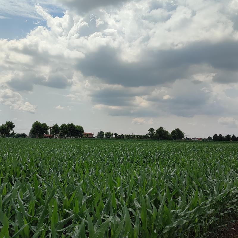 Fotosegnalazione di Chiari