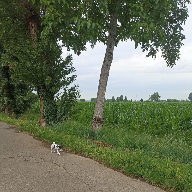 Fotosegnalazione di Travagliato