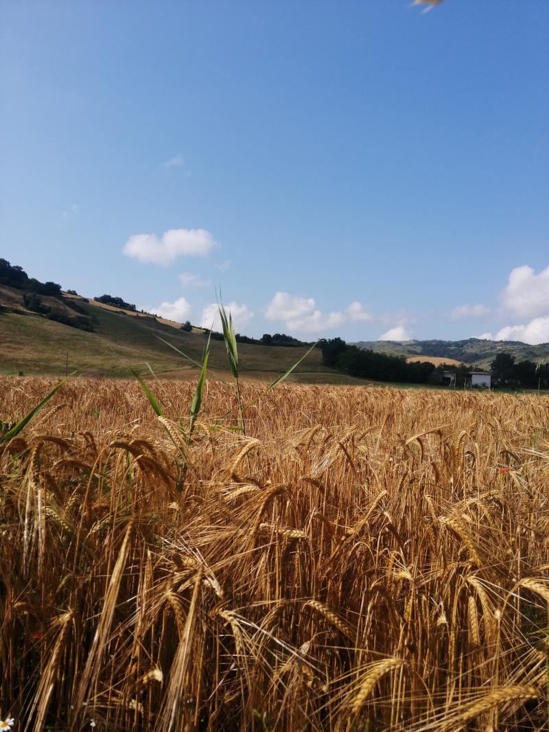 il grano e' maturo.