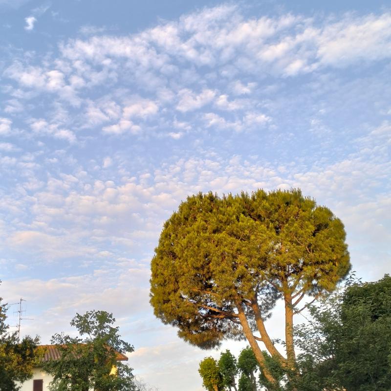 Fotosegnalazione di Forli' centro