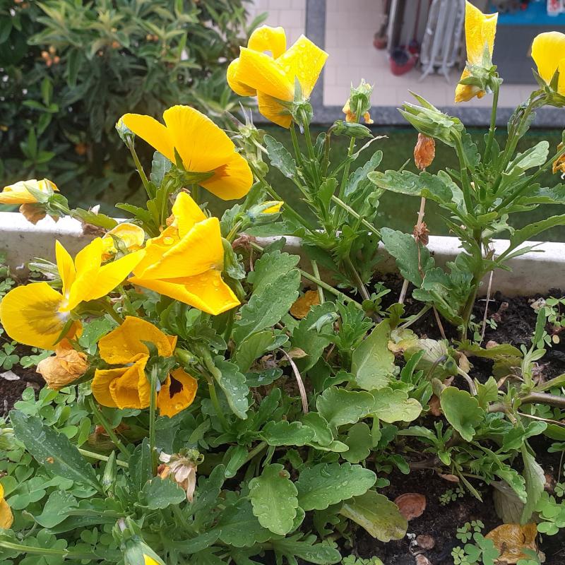pioggerellina sulla primavera inoltrata