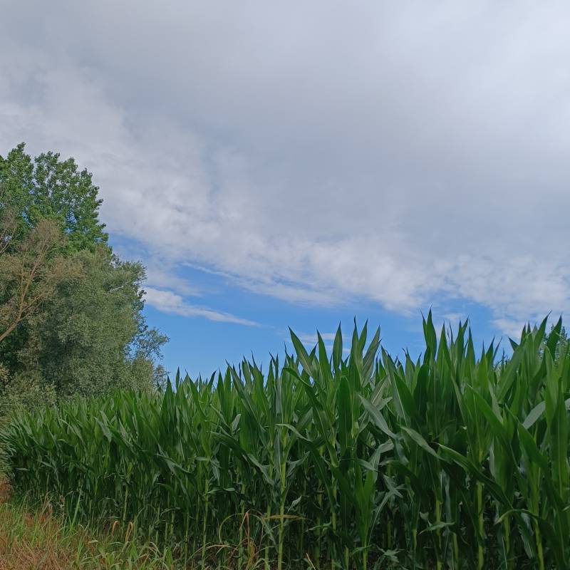 Fotosegnalazione di Bassignana