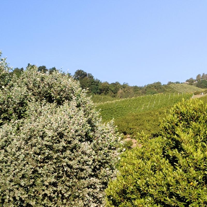 Fotosegnalazione di Brisighella