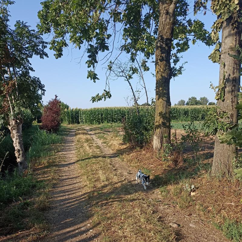 Fotosegnalazione di Travagliato