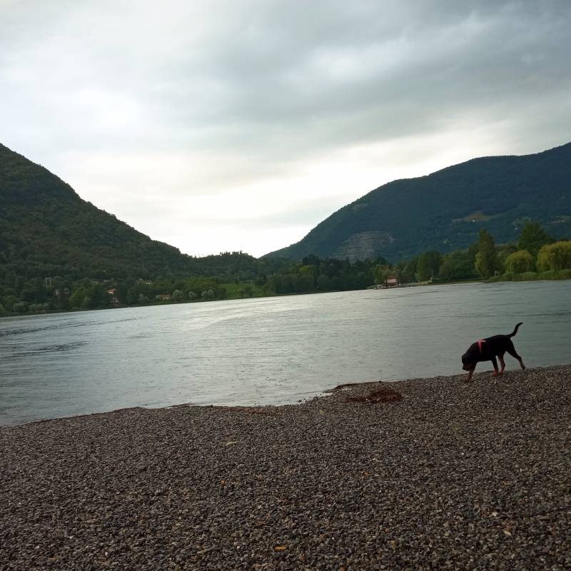 spinone al lago prima del temporale
