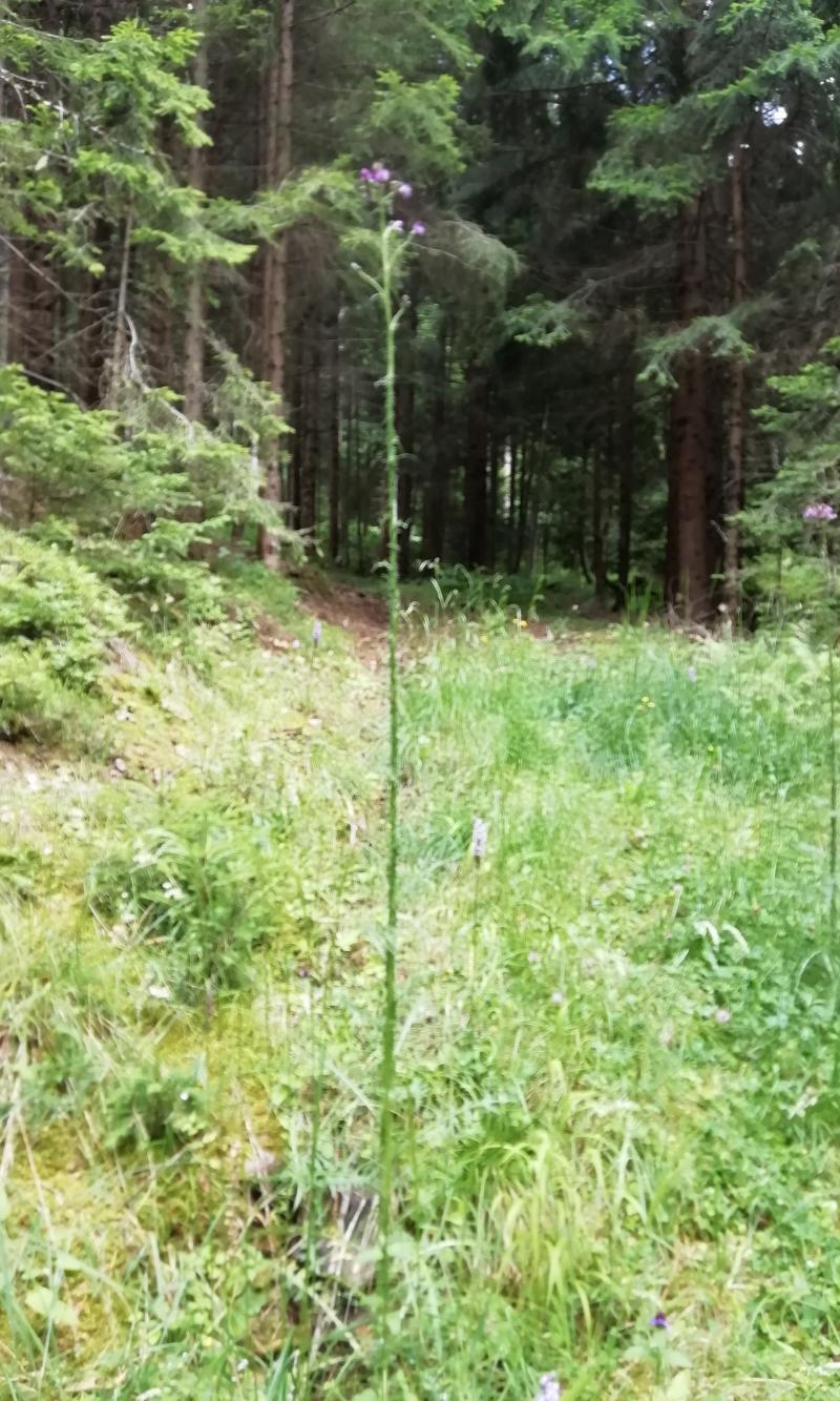 fiore nel bosco con gambo gigante e spinoso. Montesover