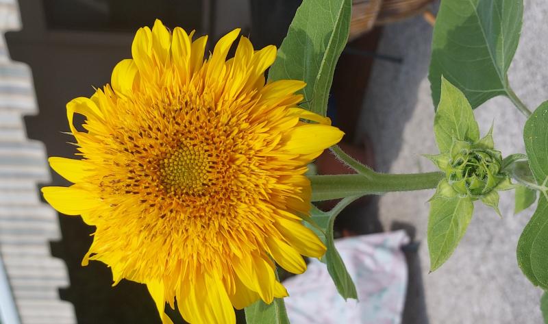 con questo caldo il girasole e' al massimo
