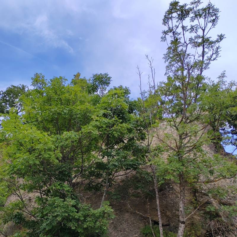 Fotosegnalazione di Calestano
