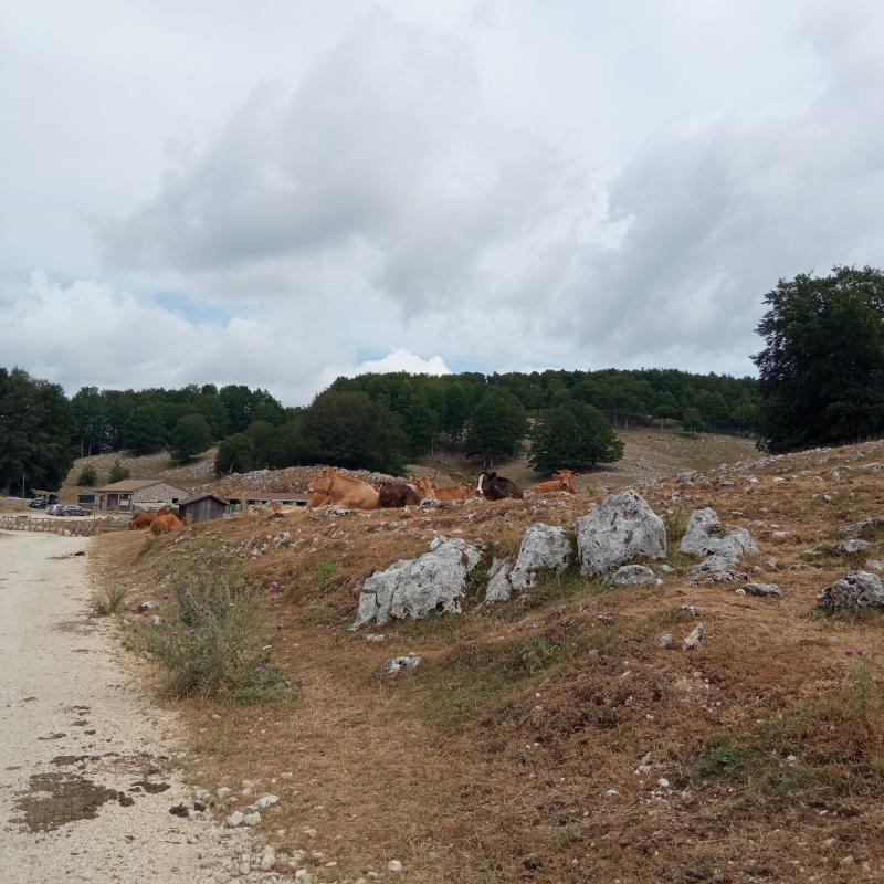 Fotosegnalazione di Campaegli