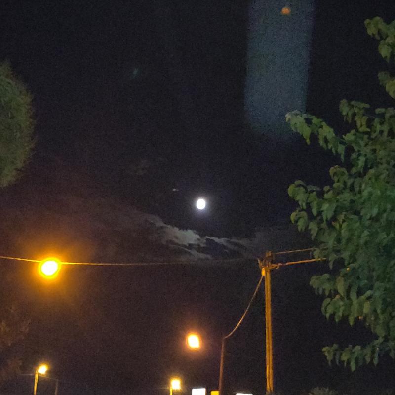 Fotosegnalazione di Gorizia lucinco