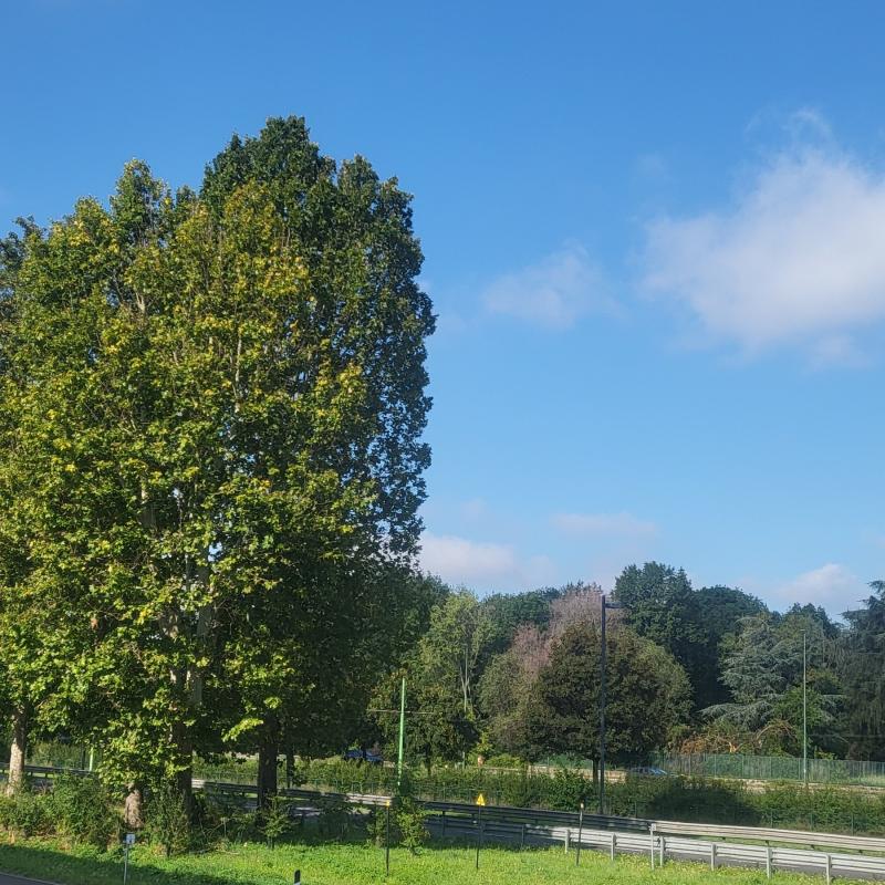 Fotosegnalazione di Sesto san giovanni