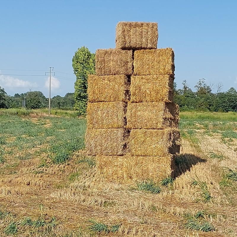 Fotosegnalazione di Dorno