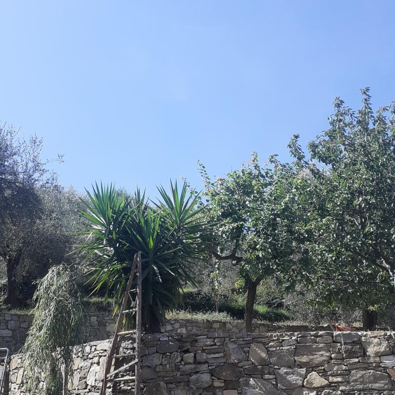 Fotosegnalazione di Stellanello