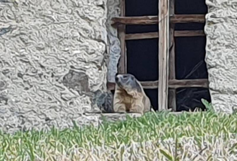 marmotta di guardia