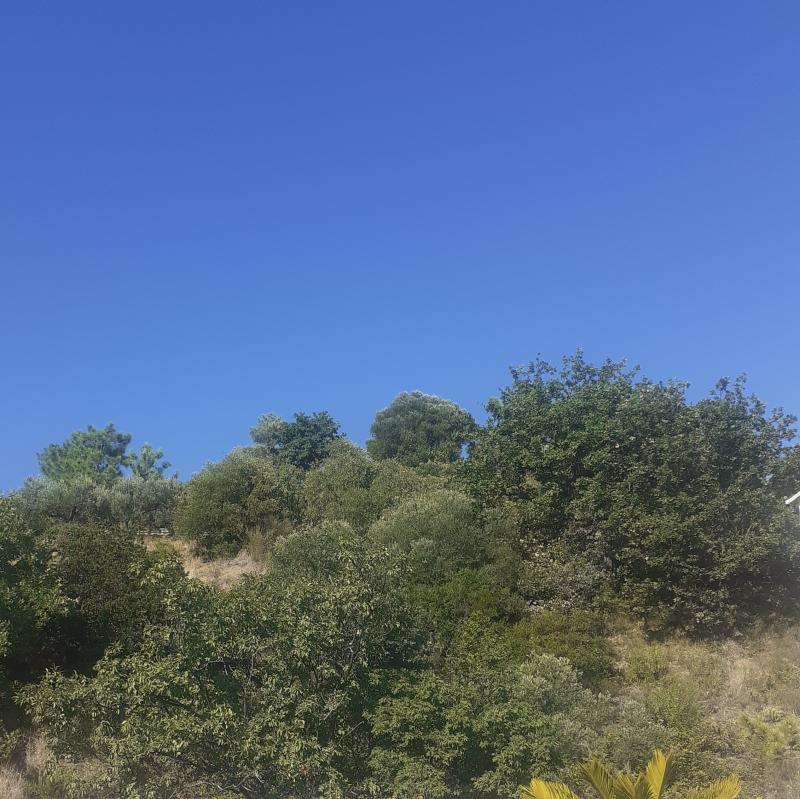 Fotosegnalazione di Cogoleto