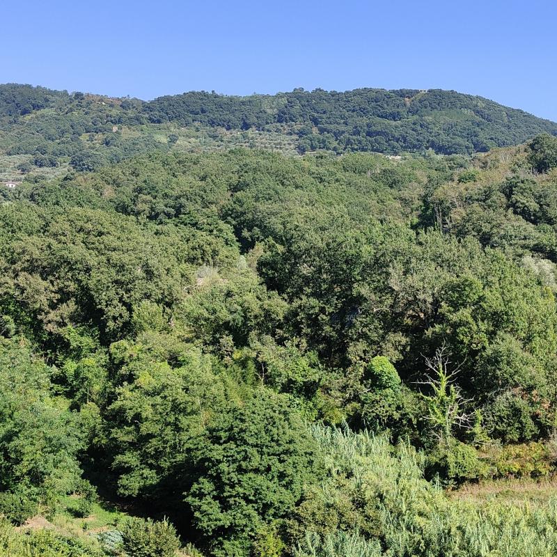 Fotosegnalazione di Francavilla angitola