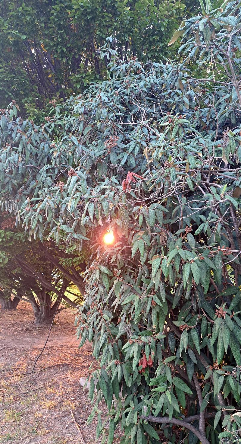 il sole gioca tra i rami prima di tramontare