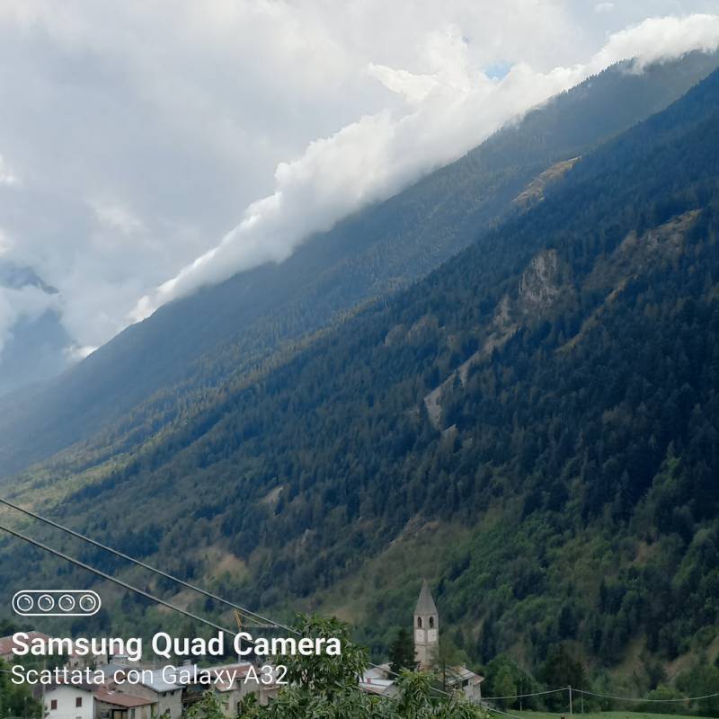 Fotosegnalazione di Sambuco